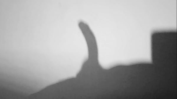 Silhouette masturbation of big curved cock and moaning